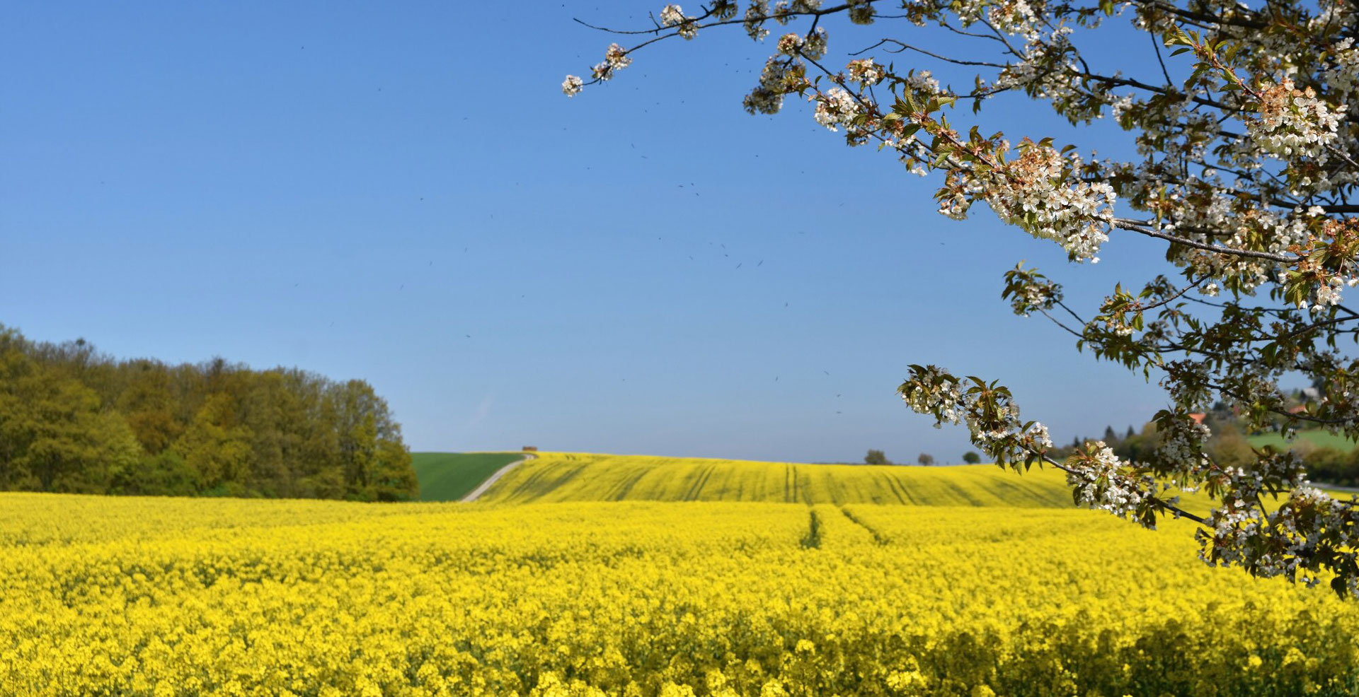 daffodil_primary_care-1bg