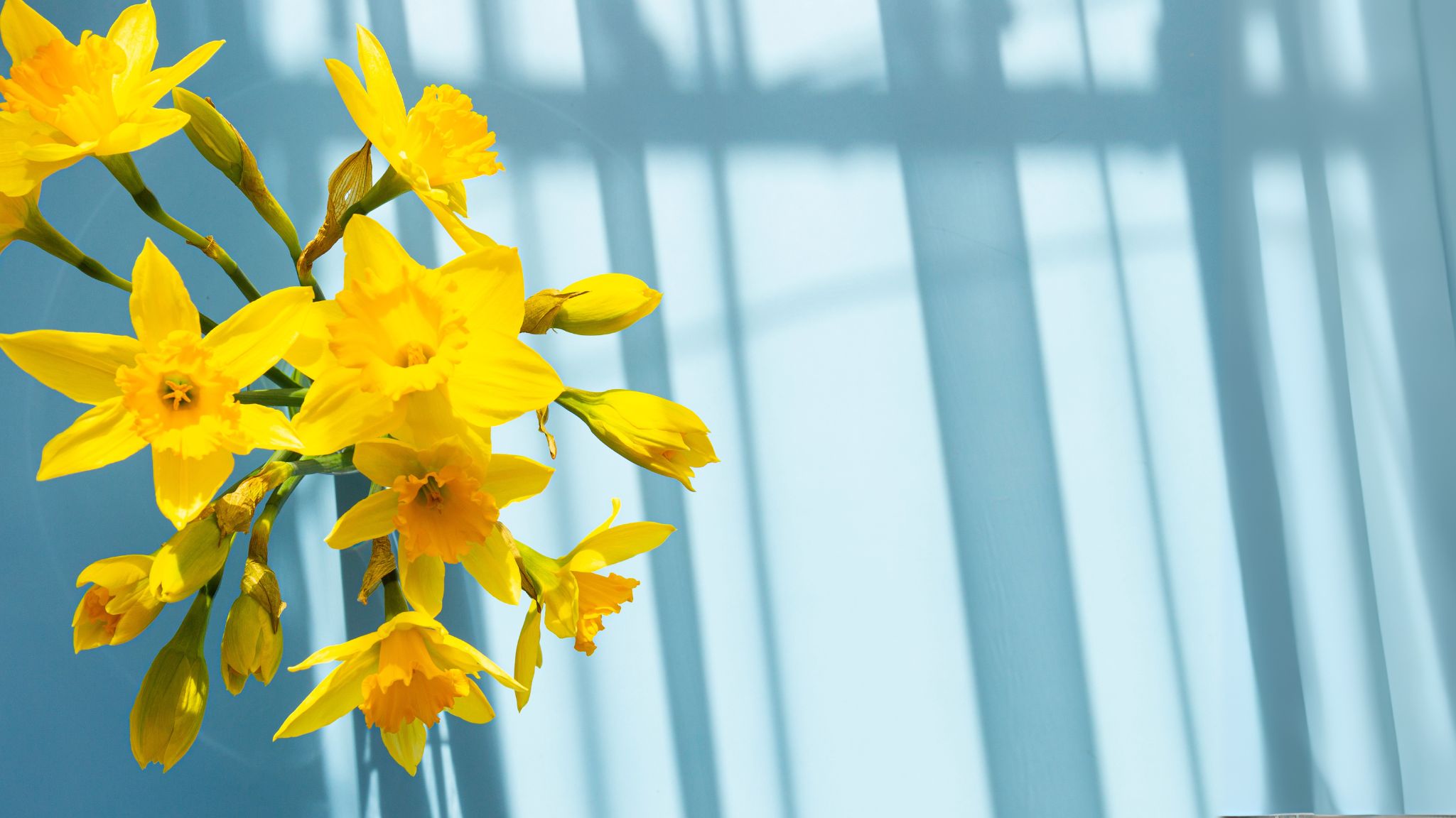 daffodilprimarycarebg